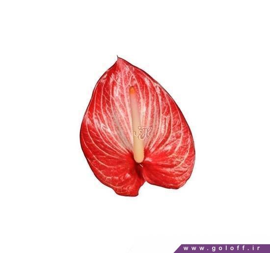 ارسال گل اینترنتی - گل آنتوریوم سینگیتا - Anthorium | گل آف
